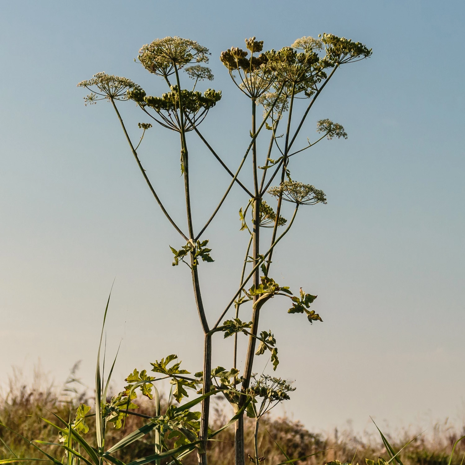 FuturePlanter Echte Engelwurz (Angelica Archangelica) Alle Pflanzen Im Shop 7 FuturePlanter Echte Engelwurz (Angelica Archangelica) Alle Pflanzen Im Shop