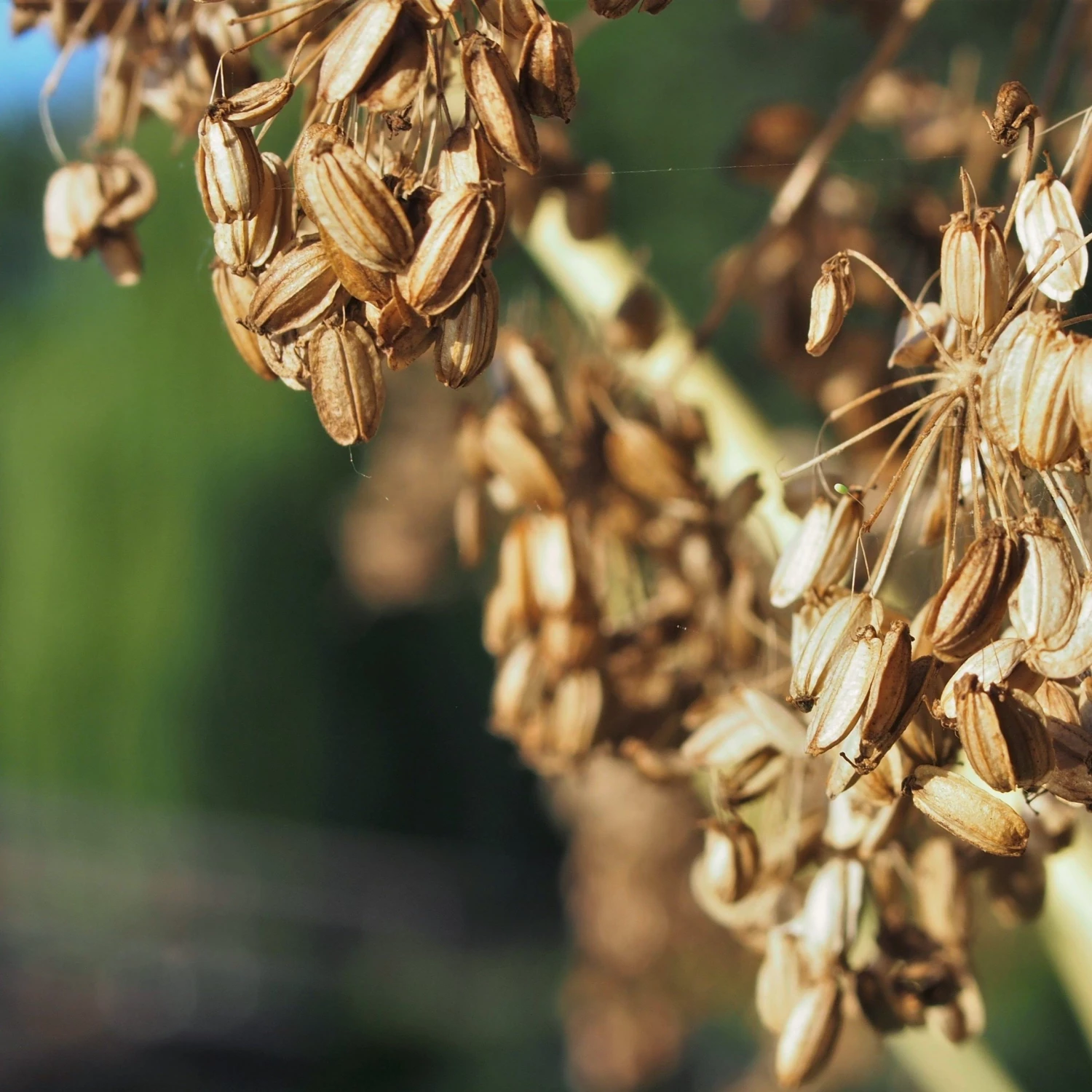 FuturePlanter Echte Engelwurz (Angelica Archangelica) Alle Pflanzen Im Shop 8 FuturePlanter Echte Engelwurz (Angelica Archangelica) Alle Pflanzen Im Shop
