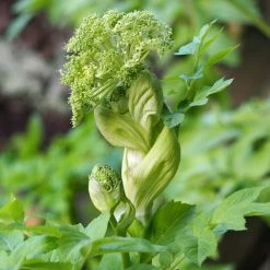 FuturePlanter Echte Engelwurz (Angelica Archangelica) Alle Pflanzen Im Shop 11 FuturePlanter Echte Engelwurz (Angelica Archangelica) Alle Pflanzen Im Shop
