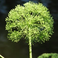FuturePlanter Echte Engelwurz (Angelica Archangelica) Alle Pflanzen Im Shop