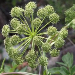 FuturePlanter Echte Engelwurz (Angelica Archangelica) Alle Pflanzen Im Shop 10 FuturePlanter Echte Engelwurz (Angelica Archangelica) Alle Pflanzen Im Shop