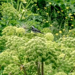 FuturePlanter Echte Engelwurz (Angelica Archangelica) Alle Pflanzen Im Shop