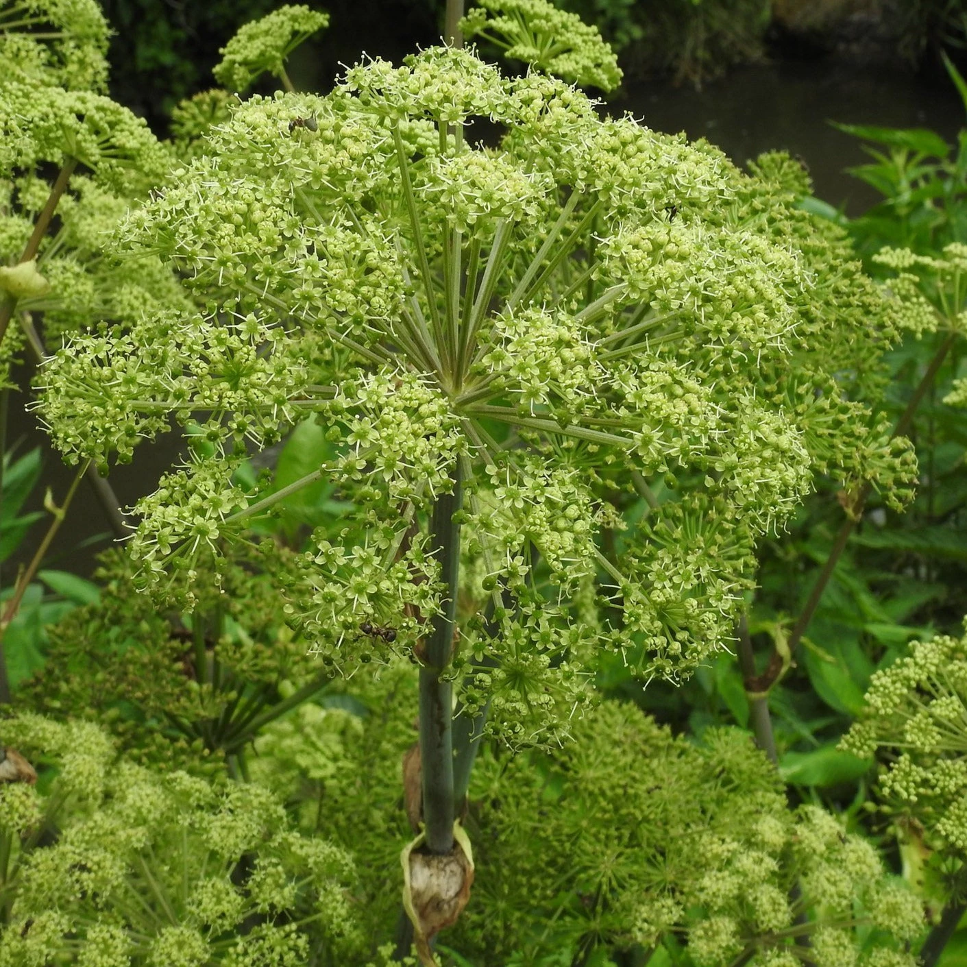 FuturePlanter Echte Engelwurz (Angelica Archangelica) Alle Pflanzen Im Shop 6 FuturePlanter Echte Engelwurz (Angelica Archangelica) Alle Pflanzen Im Shop