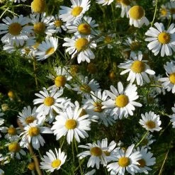 FuturePlanter Echte Kamille (Matricaria Chamomilla) Alle Pflanzen Im Shop 13 FuturePlanter Echte Kamille (Matricaria Chamomilla) Alle Pflanzen Im Shop