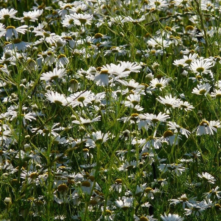 FuturePlanter Echte Kamille (Matricaria Chamomilla) Alle Pflanzen Im Shop 8 FuturePlanter Echte Kamille (Matricaria Chamomilla) Alle Pflanzen Im Shop