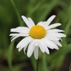 FuturePlanter Echte Kamille (Matricaria Chamomilla) Alle Pflanzen Im Shop