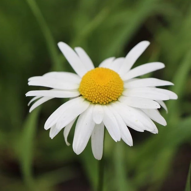 FuturePlanter Echte Kamille (Matricaria Chamomilla) Alle Pflanzen Im Shop 1 FuturePlanter Echte Kamille (Matricaria Chamomilla) Alle Pflanzen Im Shop
