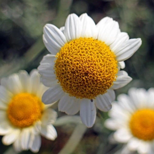 FuturePlanter Echte Kamille (Matricaria Chamomilla) Alle Pflanzen Im Shop 4 FuturePlanter Echte Kamille (Matricaria Chamomilla) Alle Pflanzen Im Shop