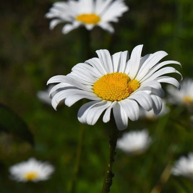 FuturePlanter Echte Kamille (Matricaria Chamomilla) Alle Pflanzen Im Shop 2 FuturePlanter Echte Kamille (Matricaria Chamomilla) Alle Pflanzen Im Shop