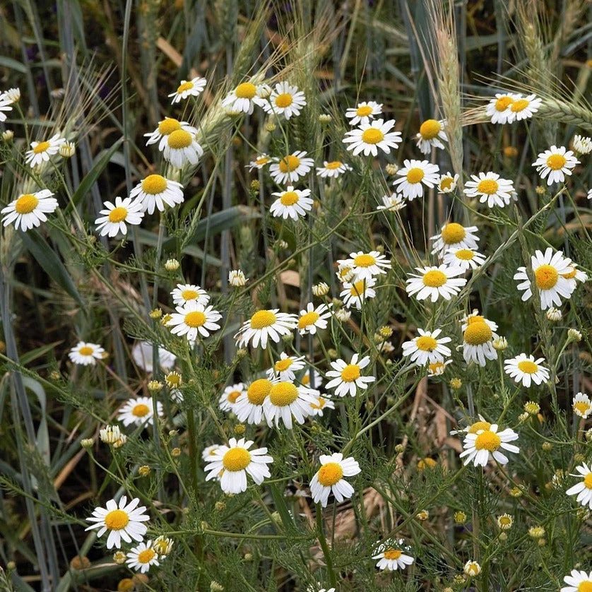 FuturePlanter Echte Kamille (Matricaria Chamomilla) Alle Pflanzen Im Shop 7 FuturePlanter Echte Kamille (Matricaria Chamomilla) Alle Pflanzen Im Shop