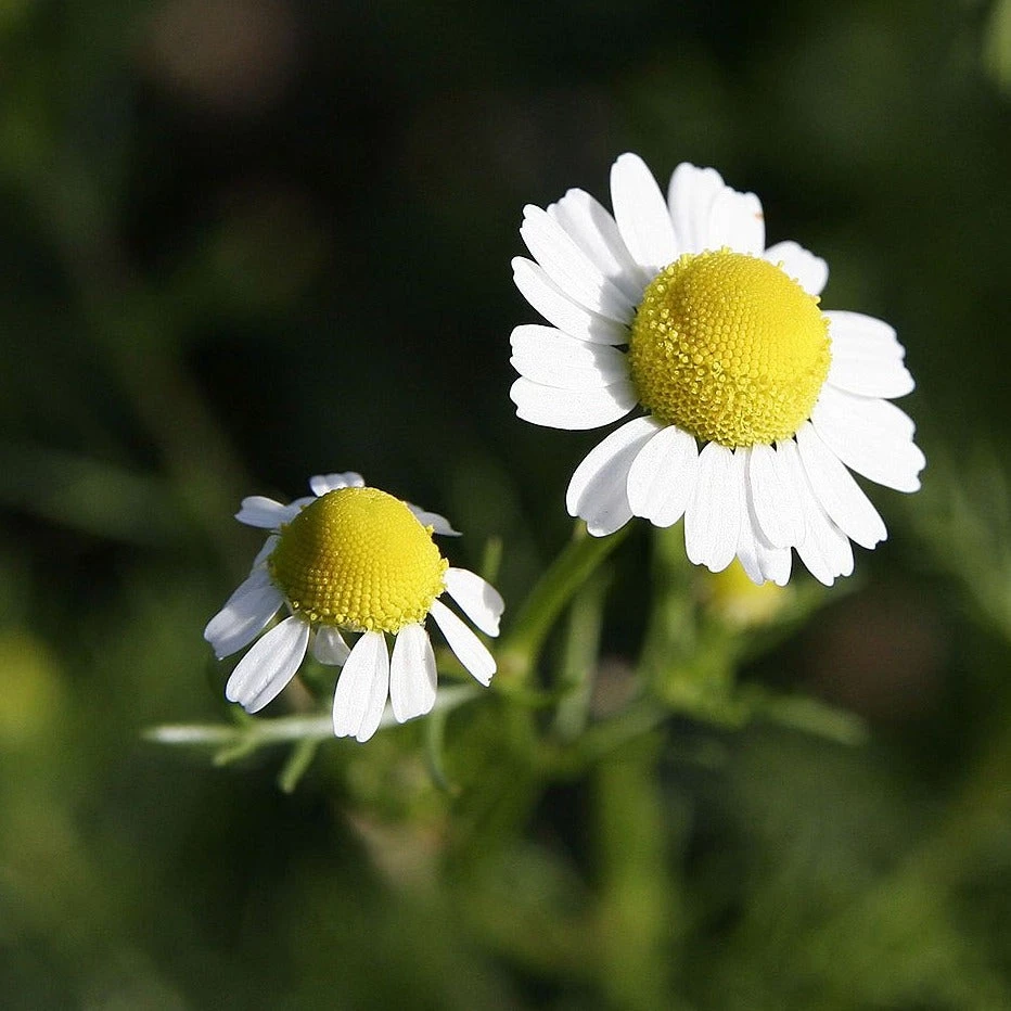 FuturePlanter Echte Kamille (Matricaria Chamomilla) Alle Pflanzen Im Shop 3 FuturePlanter Echte Kamille (Matricaria Chamomilla) Alle Pflanzen Im Shop
