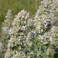 FuturePlanter Echte Katzenminze (Nepeta Cataria)