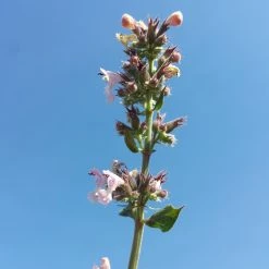 FuturePlanter Echte Katzenminze (Nepeta Cataria)