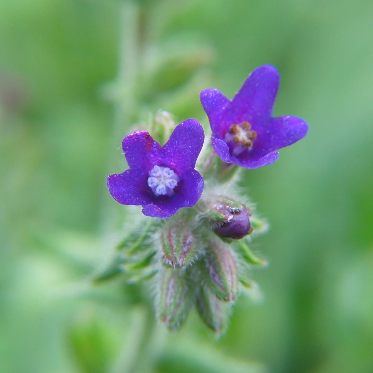 FuturePlanter Echte Ochsenzunge (Anchusa Officinalis) 8 FuturePlanter Echte Ochsenzunge (Anchusa Officinalis)