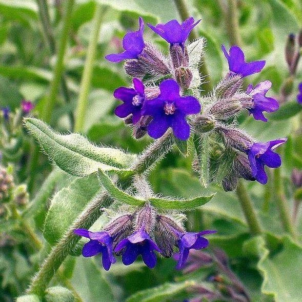 FuturePlanter Echte Ochsenzunge (Anchusa Officinalis) 4 FuturePlanter Echte Ochsenzunge (Anchusa Officinalis)