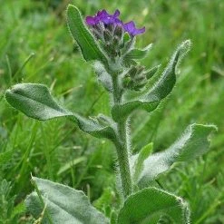 FuturePlanter Echte Ochsenzunge (Anchusa Officinalis) 12 FuturePlanter Echte Ochsenzunge (Anchusa Officinalis)