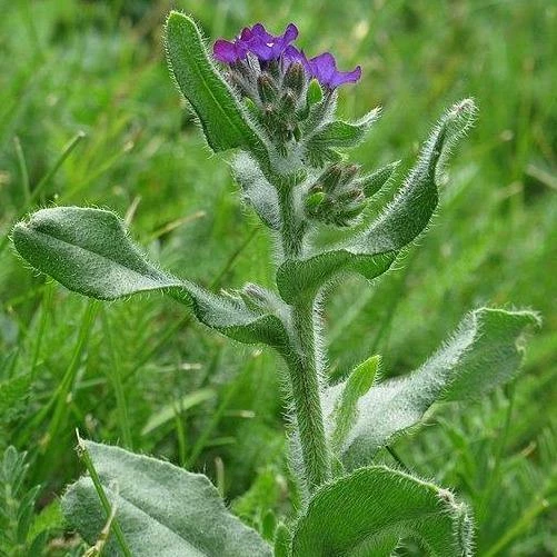 FuturePlanter Echte Ochsenzunge (Anchusa Officinalis) 5 FuturePlanter Echte Ochsenzunge (Anchusa Officinalis)