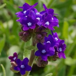FuturePlanter Echte Ochsenzunge (Anchusa Officinalis) 10 FuturePlanter Echte Ochsenzunge (Anchusa Officinalis)