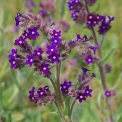 FuturePlanter Echte Ochsenzunge (Anchusa Officinalis)