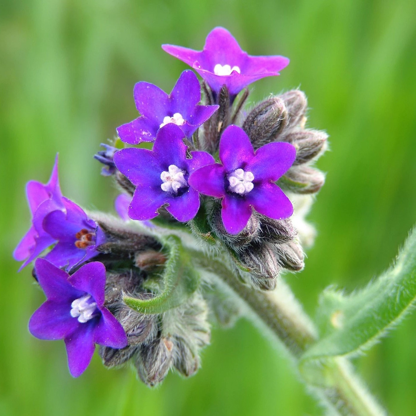 FuturePlanter Echte Ochsenzunge (Anchusa Officinalis) 6 FuturePlanter Echte Ochsenzunge (Anchusa Officinalis)