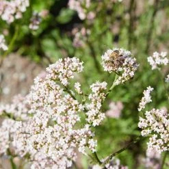 FuturePlanter Echter Baldrian (Valeriana Officinalis) Alle Pflanzen Im Shop 11 FuturePlanter Echter Baldrian (Valeriana Officinalis) Alle Pflanzen Im Shop