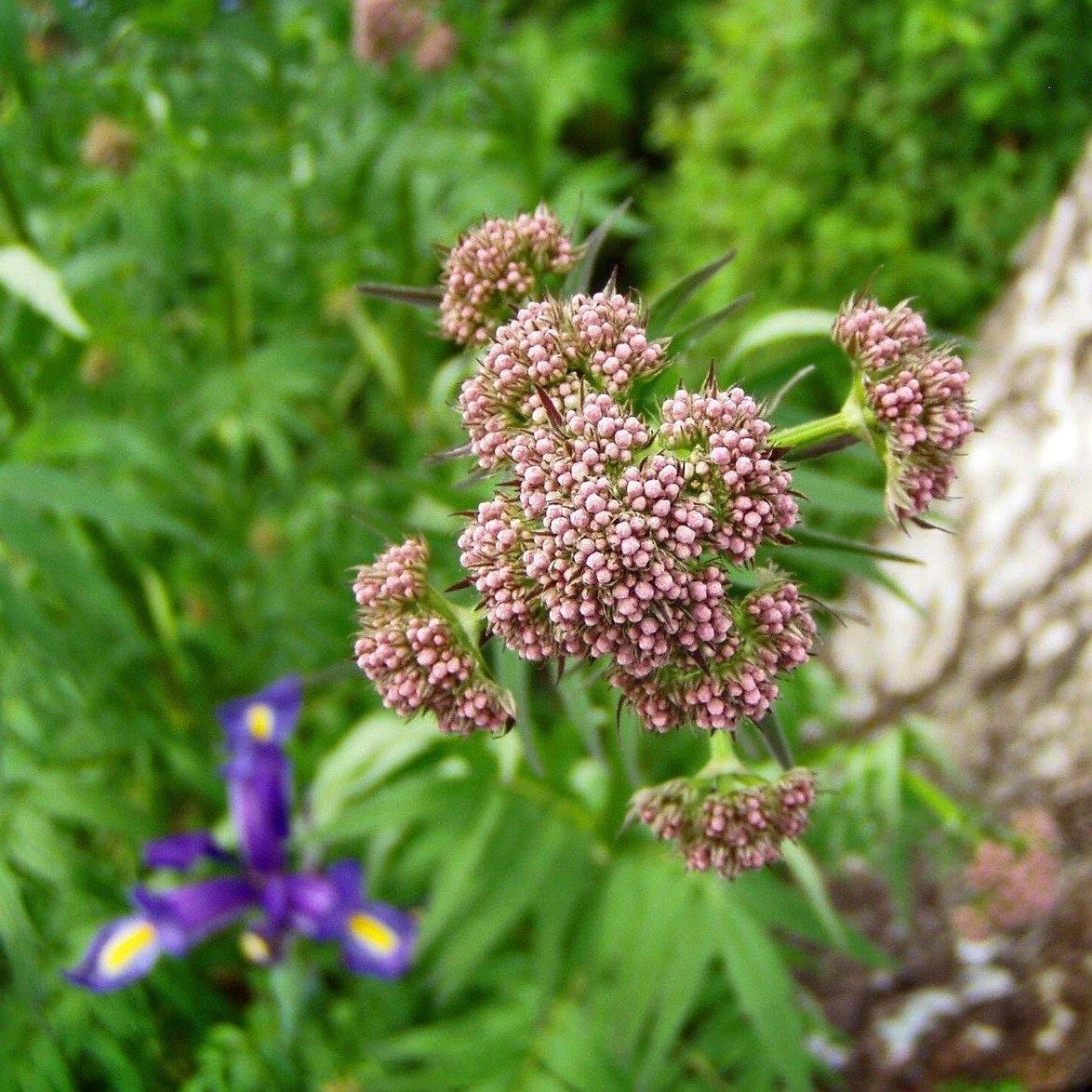FuturePlanter Echter Baldrian (Valeriana Officinalis) Alle Pflanzen Im Shop 7 FuturePlanter Echter Baldrian (Valeriana Officinalis) Alle Pflanzen Im Shop