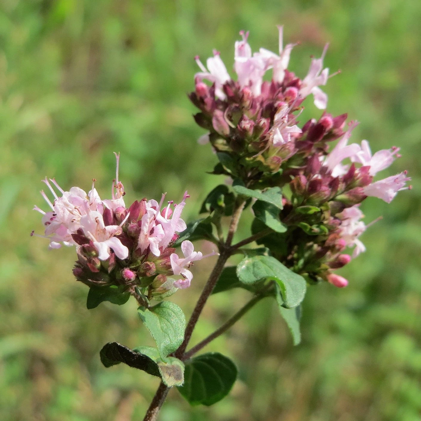 FuturePlanter Wilder Majoran (Origanum Vulgare) 4 FuturePlanter Wilder Majoran (Origanum Vulgare)
