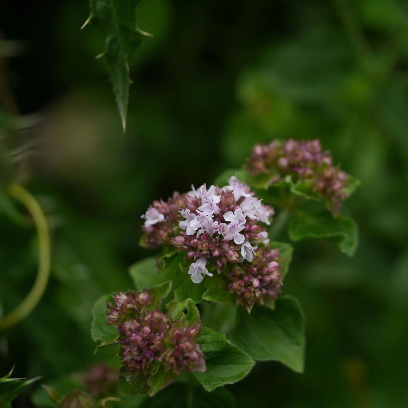 FuturePlanter Wilder Majoran (Origanum Vulgare) 7 FuturePlanter Wilder Majoran (Origanum Vulgare)