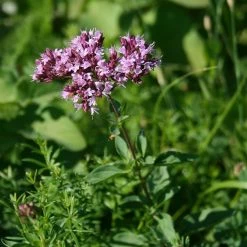 FuturePlanter Wilder Majoran (Origanum Vulgare) 12 FuturePlanter Wilder Majoran (Origanum Vulgare)