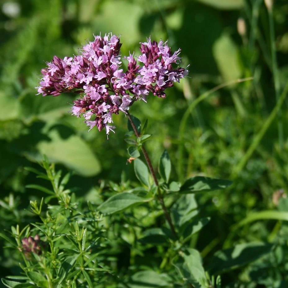 FuturePlanter Wilder Majoran (Origanum Vulgare) 5 FuturePlanter Wilder Majoran (Origanum Vulgare)