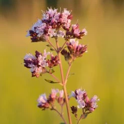 FuturePlanter Wilder Majoran (Origanum Vulgare)