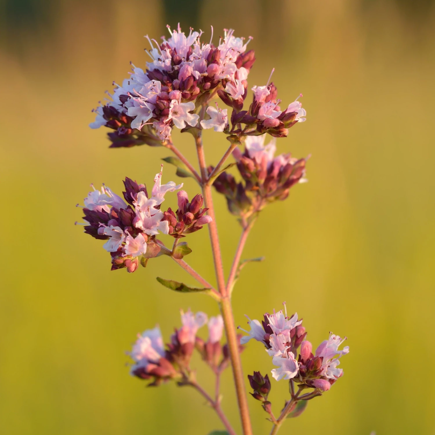FuturePlanter Wilder Majoran (Origanum Vulgare) 1 FuturePlanter Wilder Majoran (Origanum Vulgare)