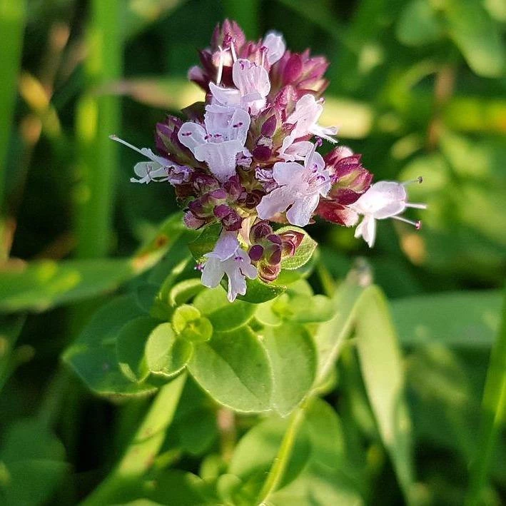 FuturePlanter Wilder Majoran (Origanum Vulgare) 3 FuturePlanter Wilder Majoran (Origanum Vulgare)