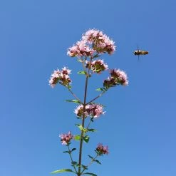 FuturePlanter Wilder Majoran (Origanum Vulgare) 15 FuturePlanter Wilder Majoran (Origanum Vulgare)