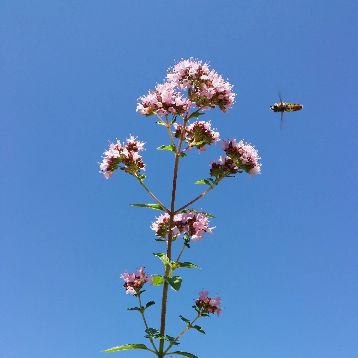 FuturePlanter Wilder Majoran (Origanum Vulgare) 8 FuturePlanter Wilder Majoran (Origanum Vulgare)