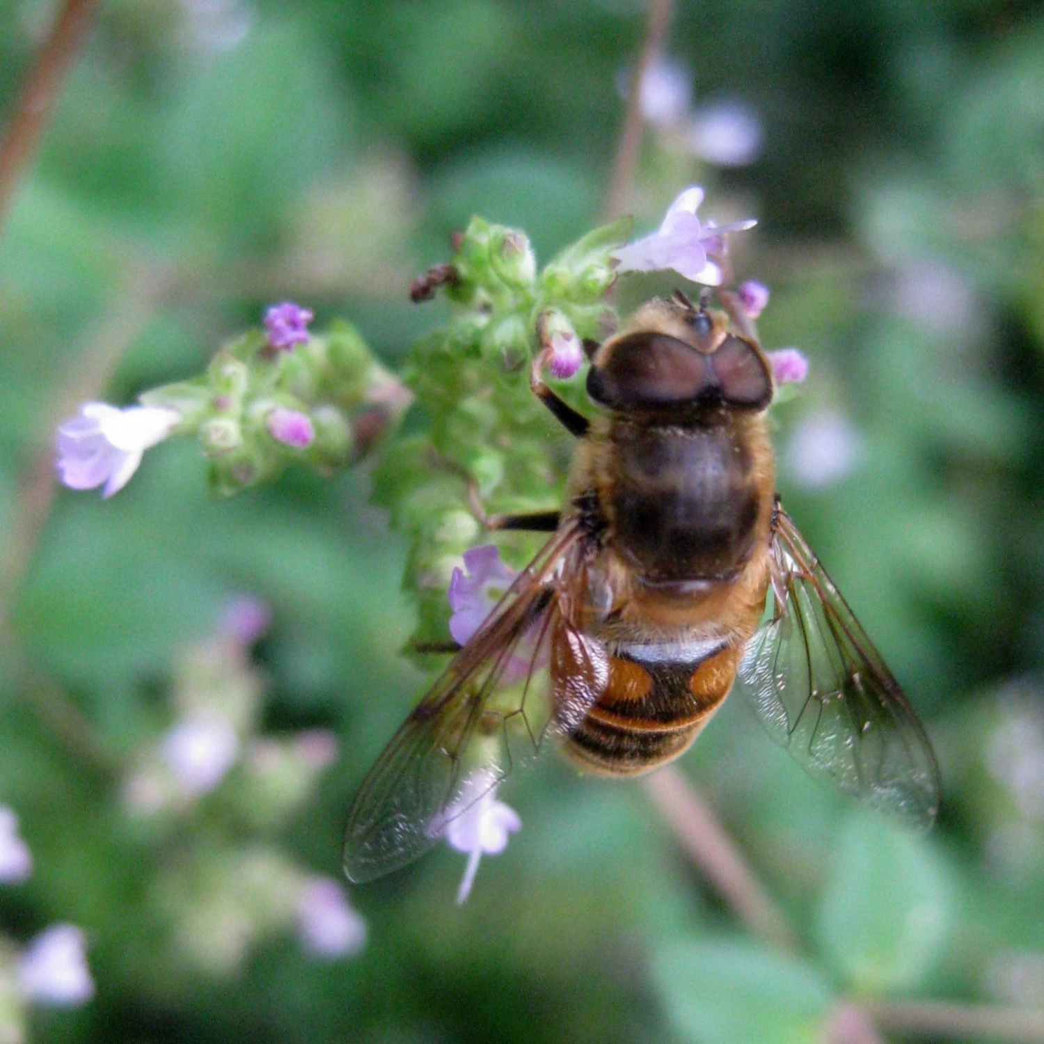 FuturePlanter Wilder Majoran (Origanum Vulgare) 6 FuturePlanter Wilder Majoran (Origanum Vulgare)