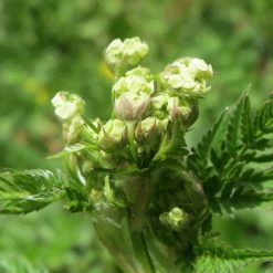 FuturePlanter Echter Kerbel (Anthriscus Cerefolium) Alle Pflanzen Im Shop