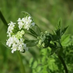 FuturePlanter Echter Kerbel (Anthriscus Cerefolium) Alle Pflanzen Im Shop