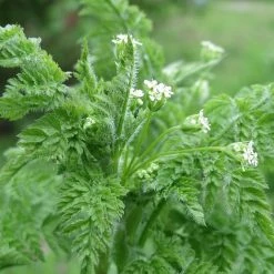 FuturePlanter Echter Kerbel (Anthriscus Cerefolium) Alle Pflanzen Im Shop