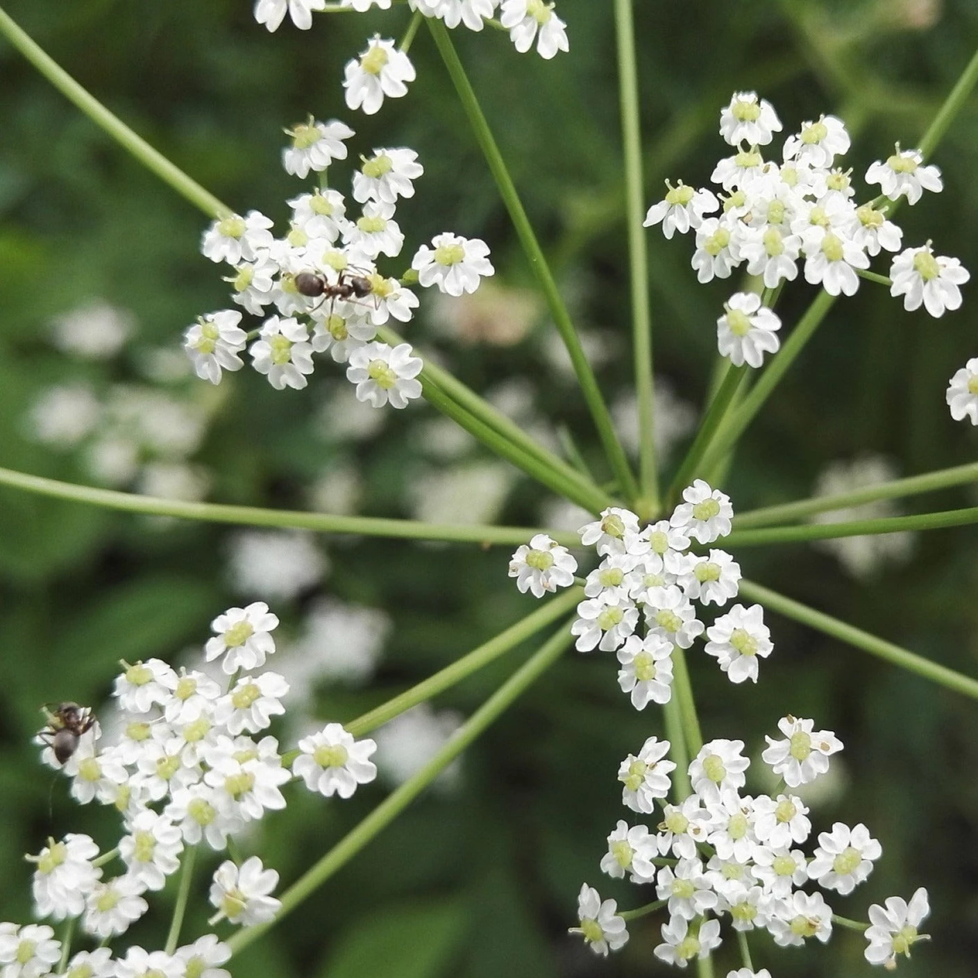 FuturePlanter Echter Kümmel (Carum Carvi) 1 FuturePlanter Echter Kümmel (Carum Carvi)