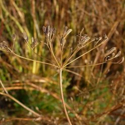 FuturePlanter Echter Kümmel (Carum Carvi) 15 FuturePlanter Echter Kümmel (Carum Carvi)