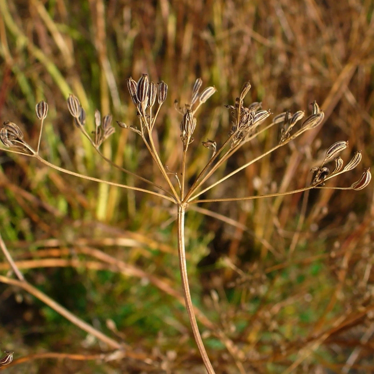 FuturePlanter Echter Kümmel (Carum Carvi) 8 FuturePlanter Echter Kümmel (Carum Carvi)