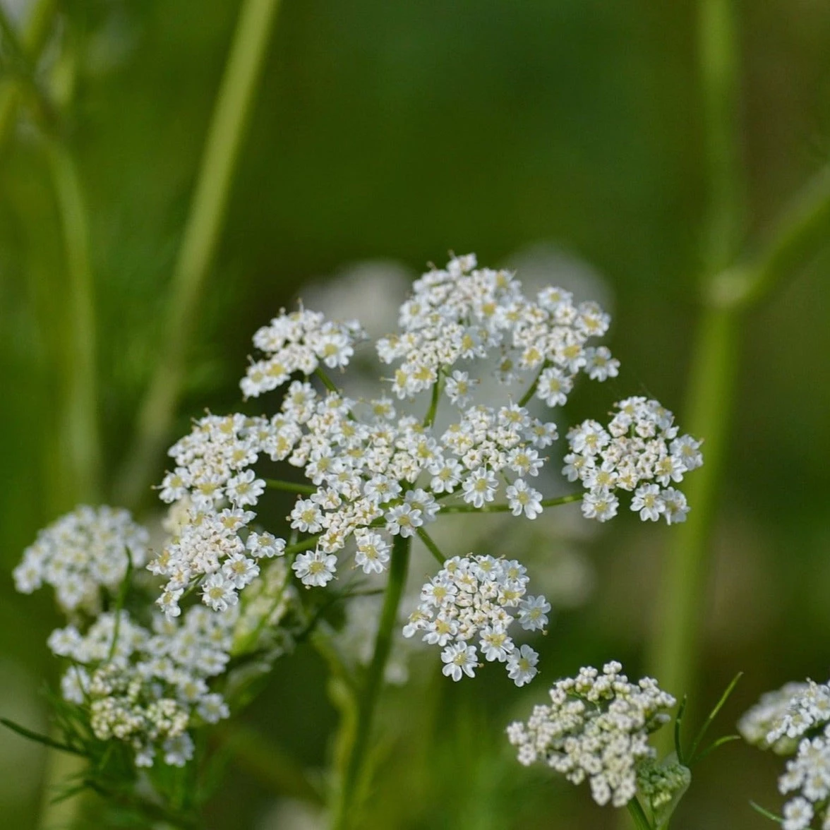 FuturePlanter Echter Kümmel (Carum Carvi) 2 FuturePlanter Echter Kümmel (Carum Carvi)