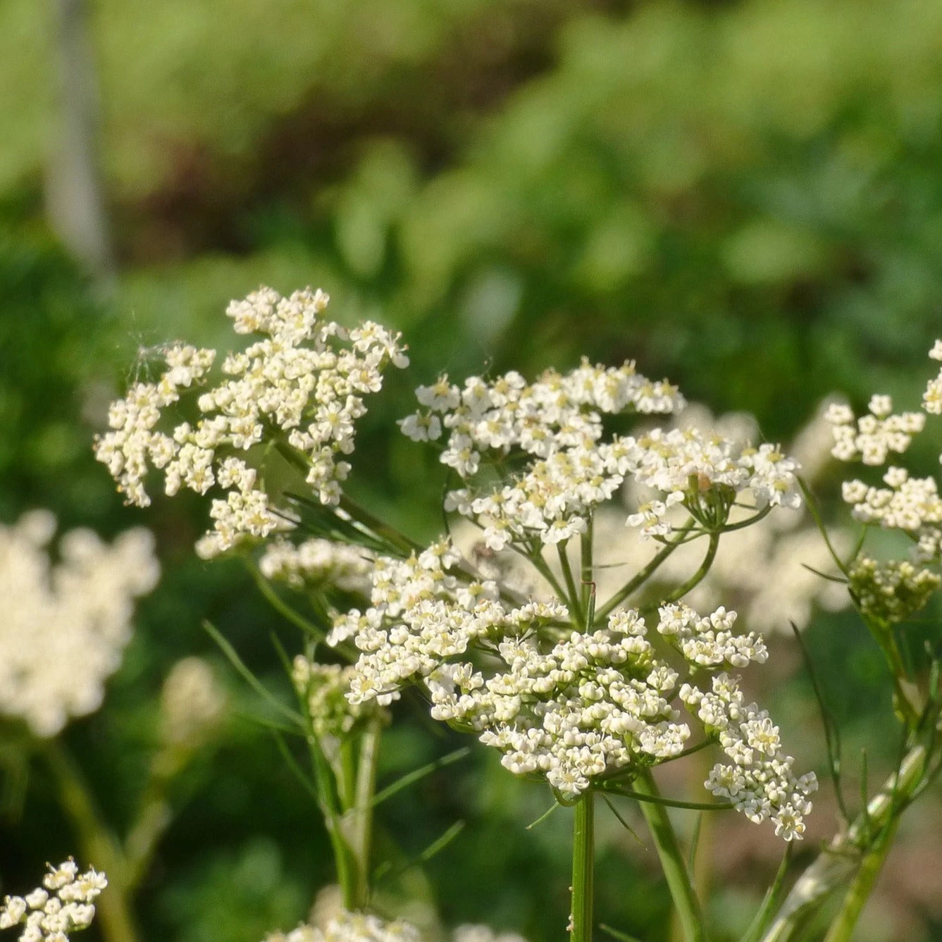 FuturePlanter Echter Kümmel (Carum Carvi) 4 FuturePlanter Echter Kümmel (Carum Carvi)