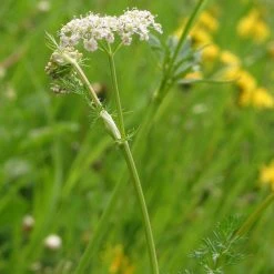 FuturePlanter Echter Kümmel (Carum Carvi) 14 FuturePlanter Echter Kümmel (Carum Carvi)