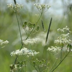 FuturePlanter Echter Kümmel (Carum Carvi) 13 FuturePlanter Echter Kümmel (Carum Carvi)