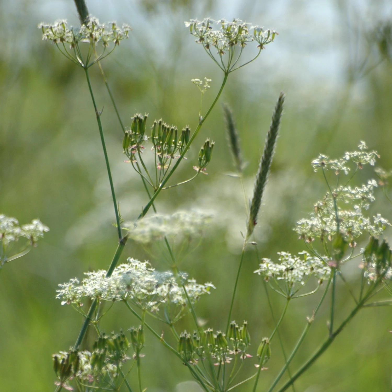 FuturePlanter Echter Kümmel (Carum Carvi) 6 FuturePlanter Echter Kümmel (Carum Carvi)