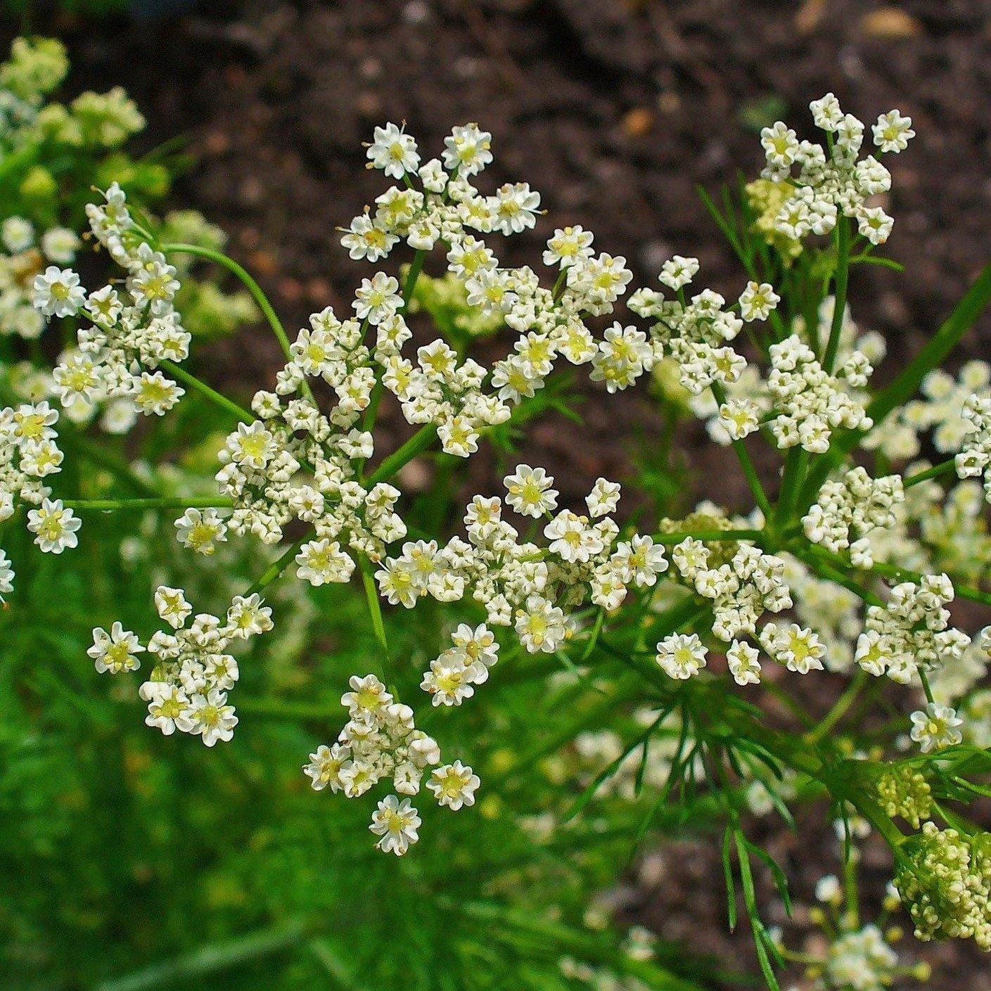 FuturePlanter Echter Kümmel (Carum Carvi) 5 FuturePlanter Echter Kümmel (Carum Carvi)
