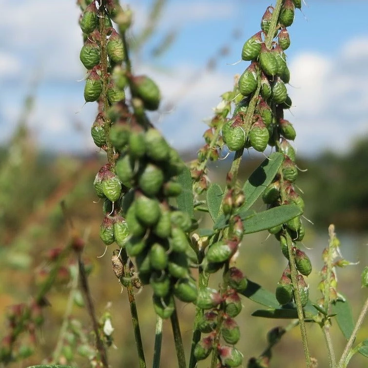 FuturePlanter Echter Steinklee (Melilotus Officinalis) 8 FuturePlanter Echter Steinklee (Melilotus Officinalis)