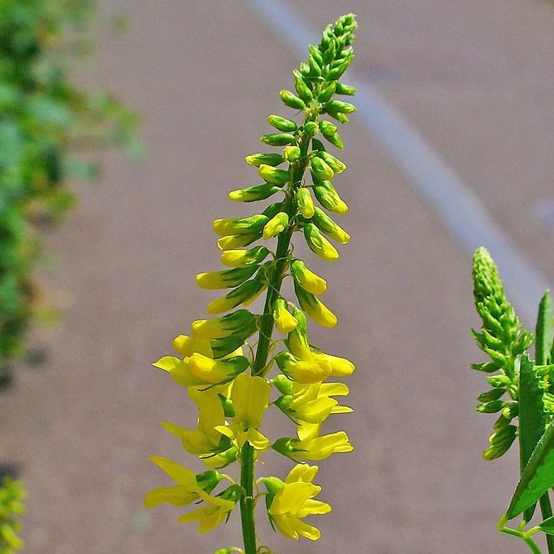 FuturePlanter Echter Steinklee (Melilotus Officinalis) 4 FuturePlanter Echter Steinklee (Melilotus Officinalis)